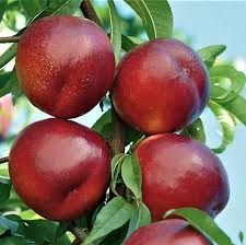 Pomi fructiferi clasici nectarini