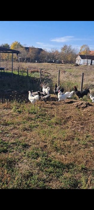 Australorp negru, albastru,alb