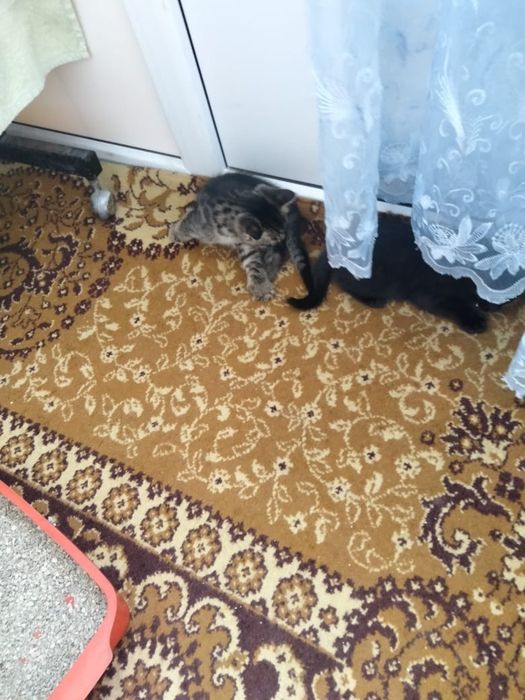Отдам котят в добрые руки