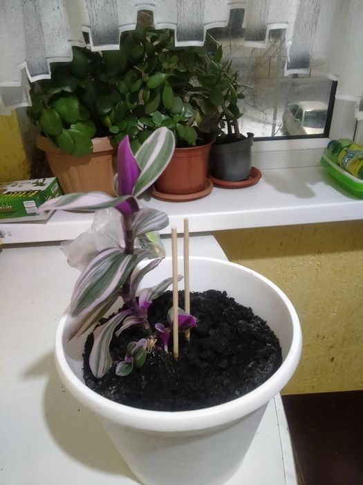 Цветы комнатные растения