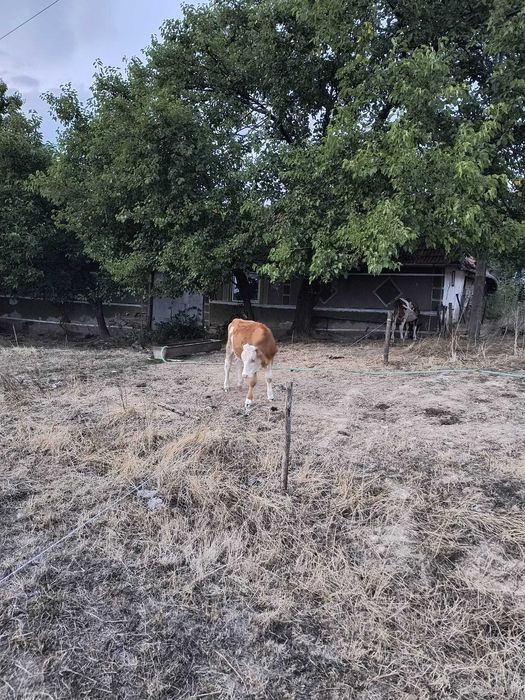 Casa la Tara de Vanzare