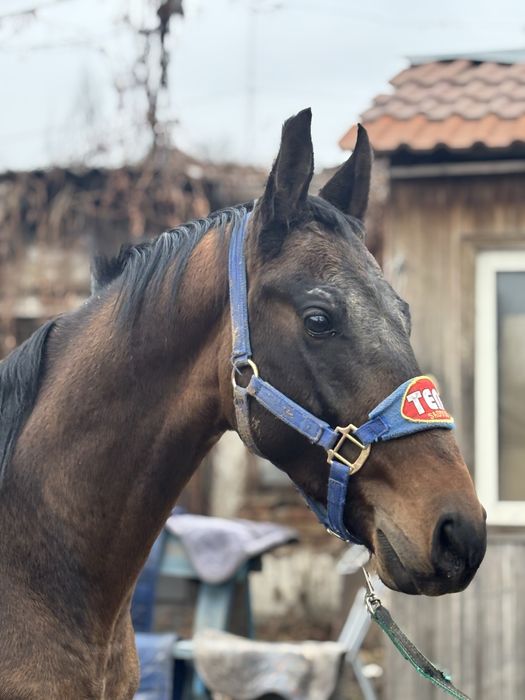 Продам ахалтекинца