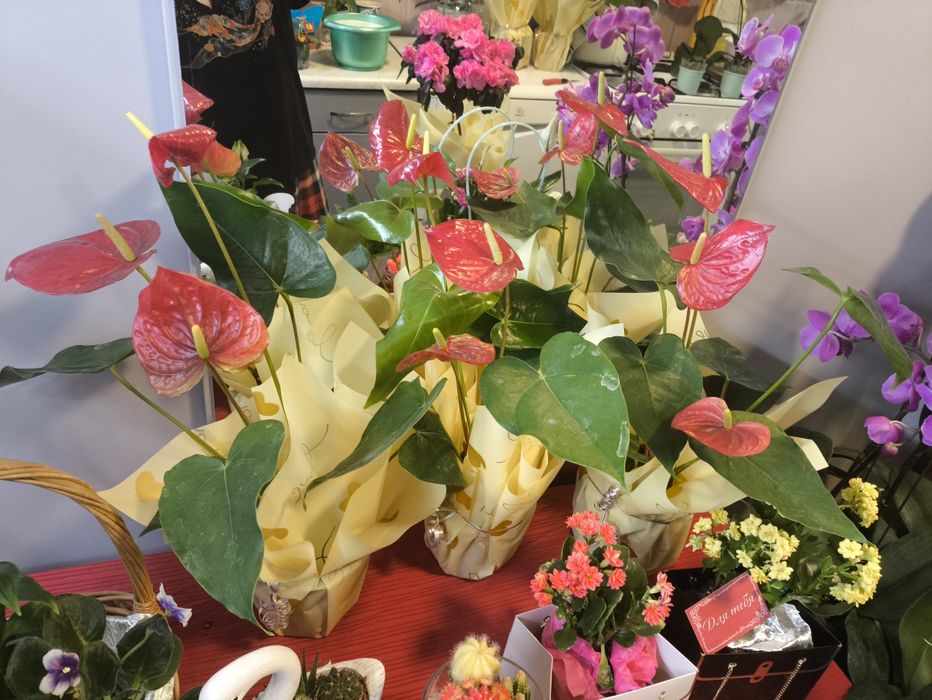 Мужское счастье антуриум