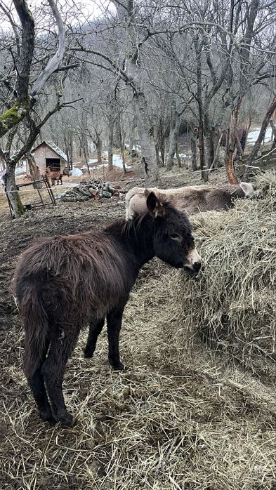 Pui de magar de vanzare