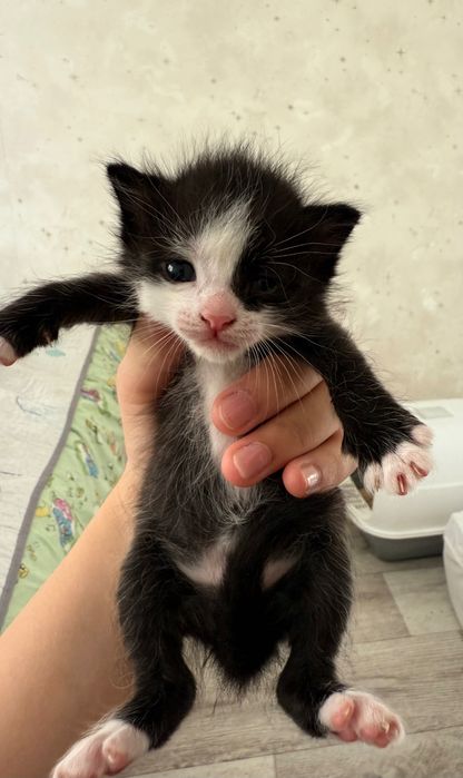 Котята 3 недели в добрые руки