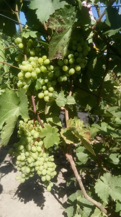 Дача. Летний вариант 6 дачи бобровка.