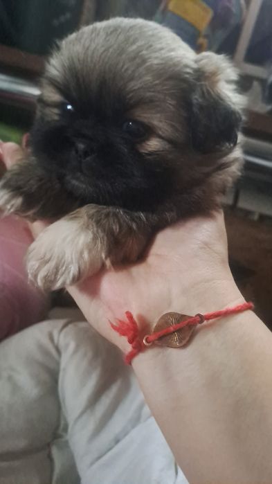 Щенки пекинесы. МАЛЬЧИКИ.