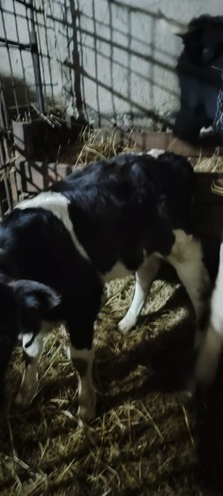 Vand Vițea din rasa buna de lapte