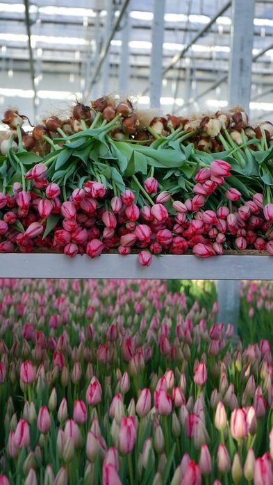 Тюльпаны с луковицами