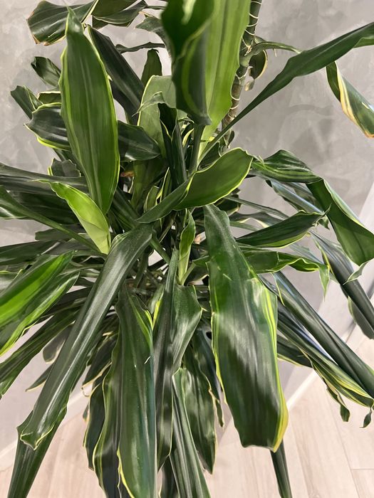 Комнатное растение драцена