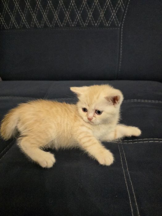Британская короткошёрстная шиншилла