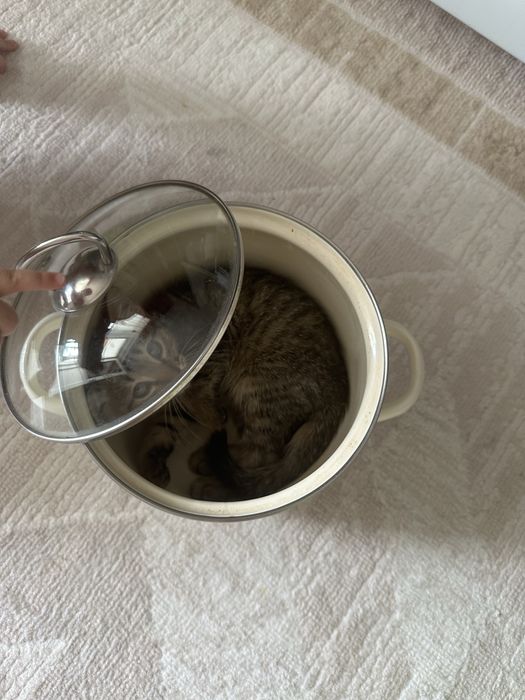 Кошечка домашняя