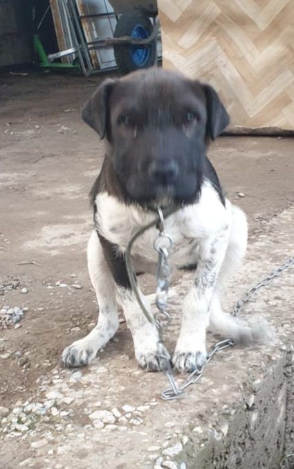 Собака в хорошие руки