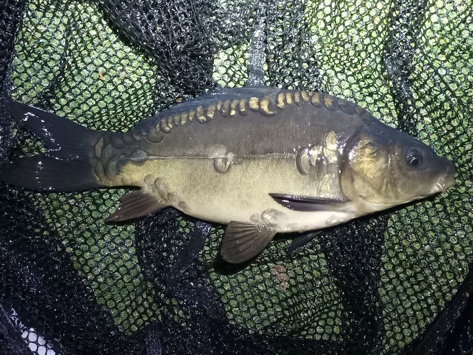 Puiet crap oglindă și Salonta peste