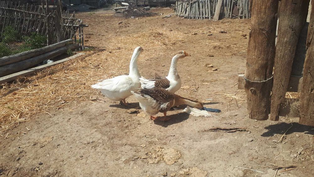 Қаздар  сатылады.