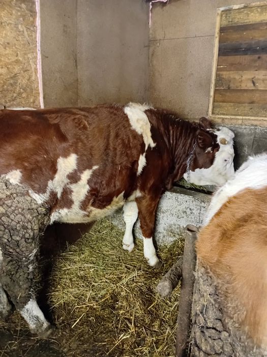 Vind vitea baltata de 1 an