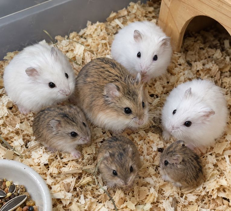 Hamsteri Roborovski/pitici originali de vanzare