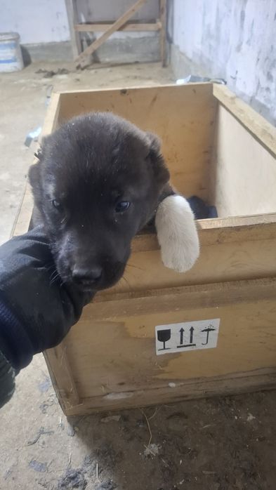 Продается щенок с линии