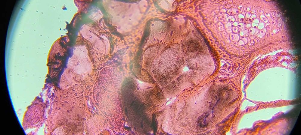 Биологический микроскоп бинокулярный (2000х)