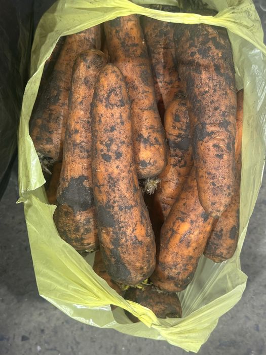 Морковь сорт Боливар