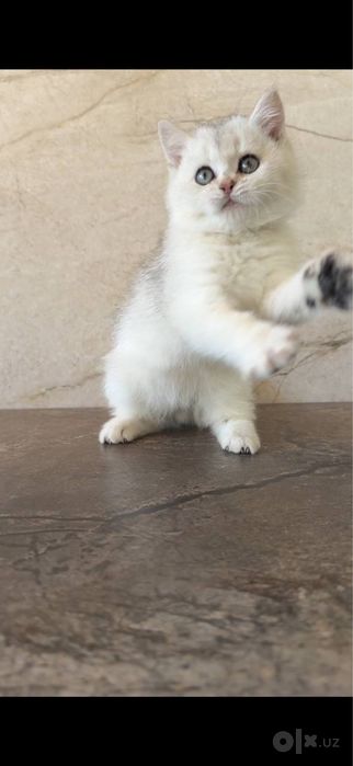 Британский котёнок