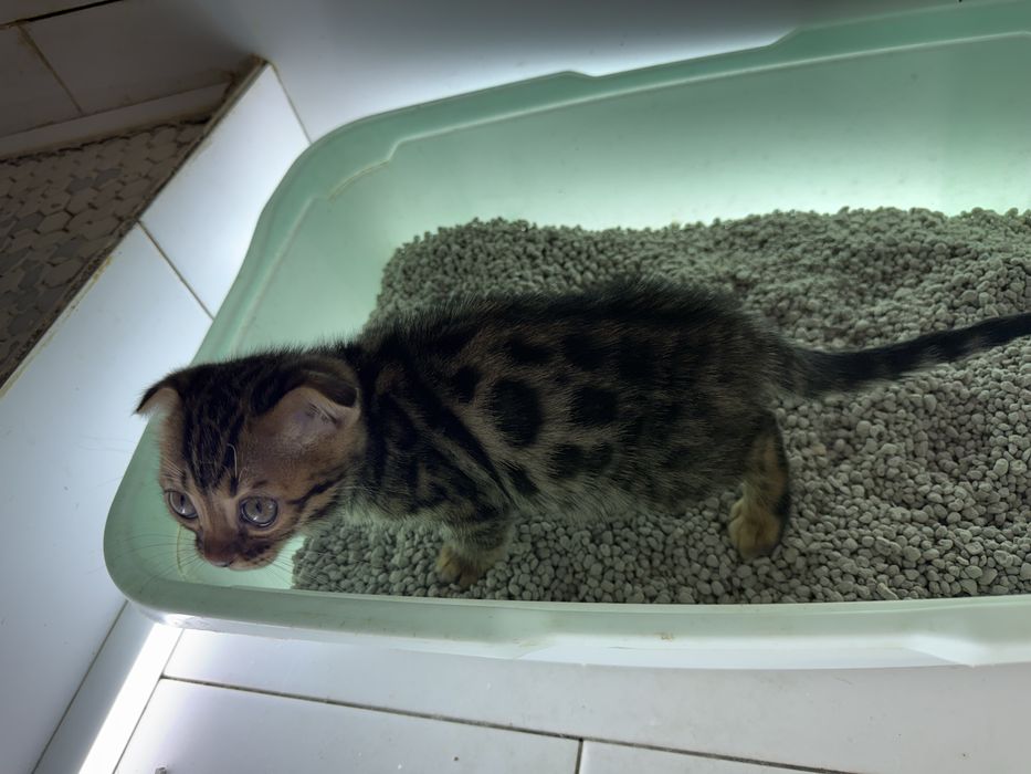 Бенгалка вислоухая