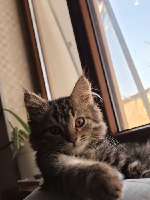 Кошка пародисты мейн- кун