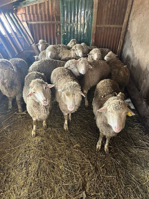 Бараны и клетка