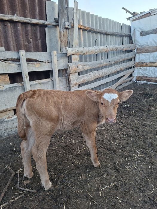 Ұрғашы бұзау сатамын