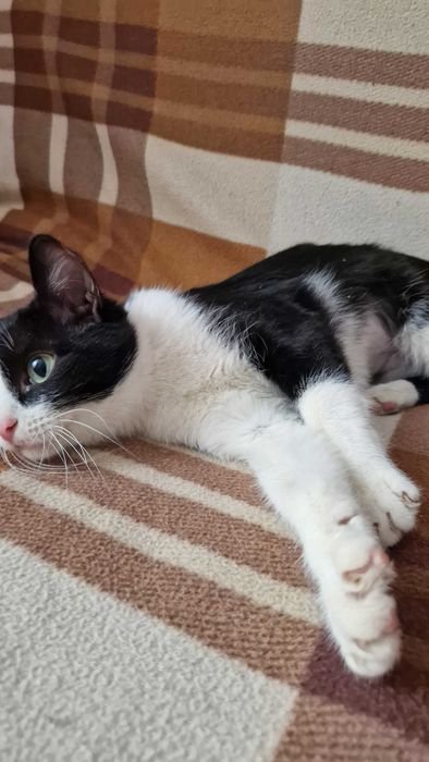 Котёнок - девочка Бюня ищет дом и надёжных хозяев