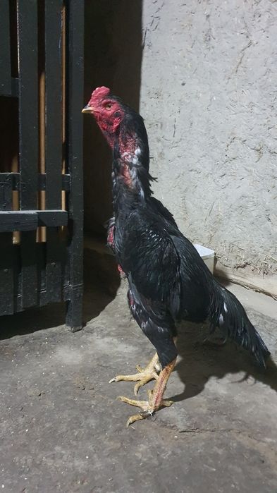 2 tulak xòroz zotga sotiladi