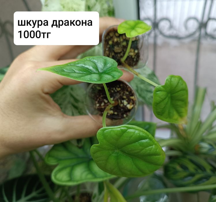 Алоказии детки  срочно