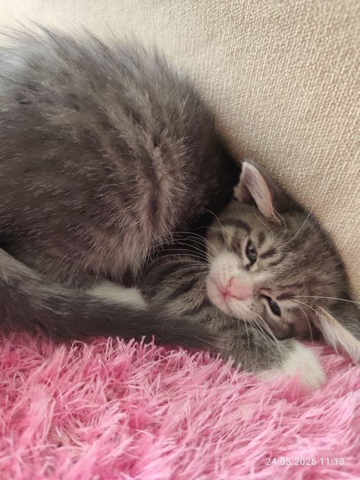 Дарю котят мальчик и девочка