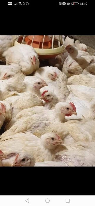 Puii rasa mixta și alb de carne