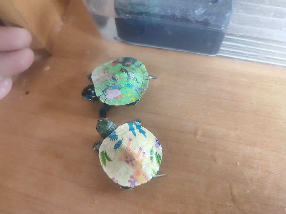 Маленькие черепашки