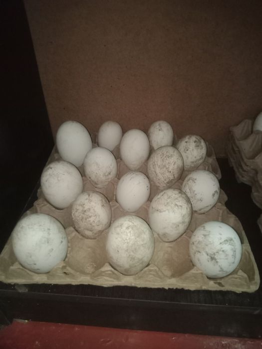 Гусиные инкубационные