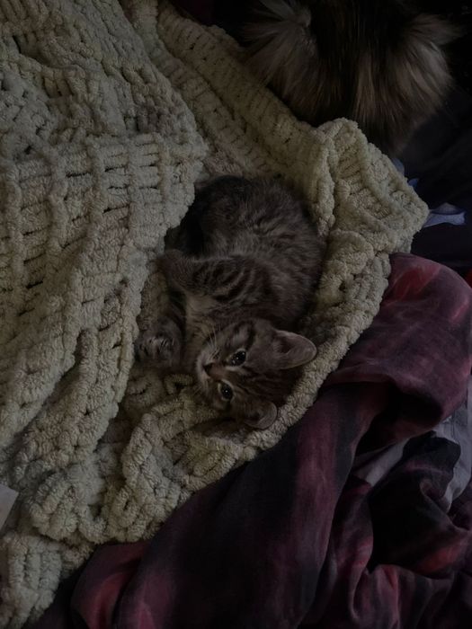 Отдам котят в добрые уроки