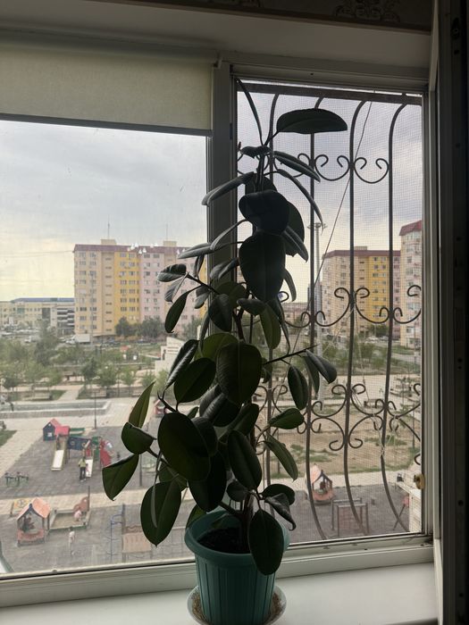 Продам цветы домашный