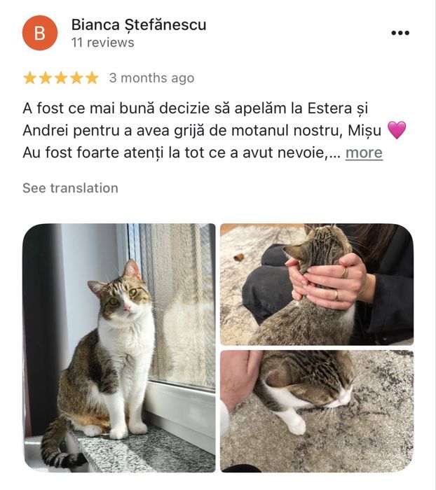 Cat Sitter la domiciliu Brasov