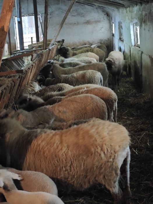 Vând 70 de oi cu mieii lângă ele
