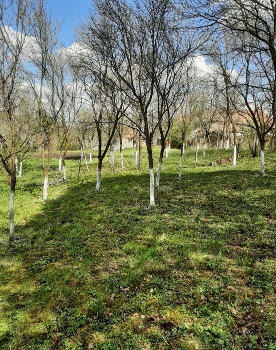 Vând teren și casă bătrânească sat Henig jud Alba