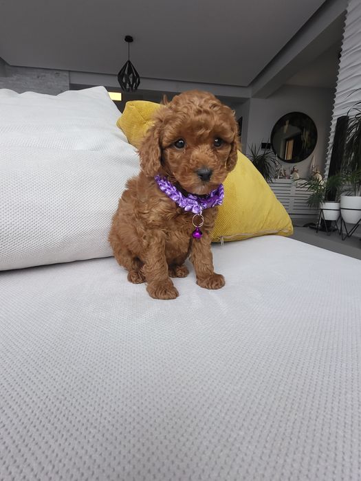 Poodle red Fci pedigree