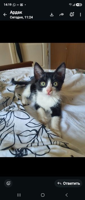 Котята  мальчики 2 месяца