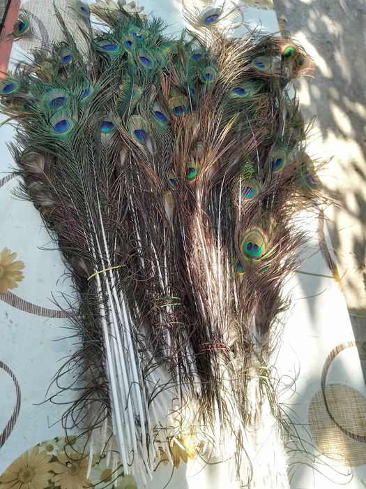 Vând pene de păun frumoase,cu model.