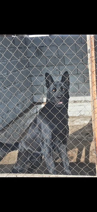 Питомник   немецких  овчарок  РР