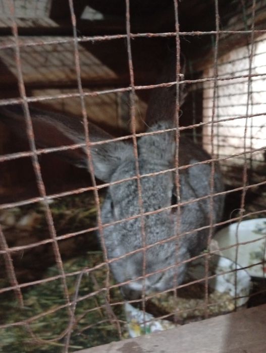 Кролики живые на продажу