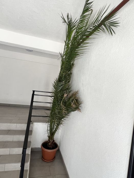 Vand palmier ornamental