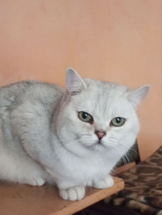 Британские шиншиллы