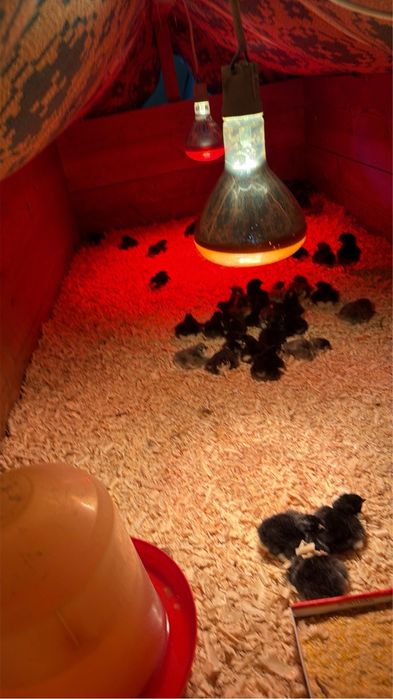 Pui de o zi australorp negru albastru si splash