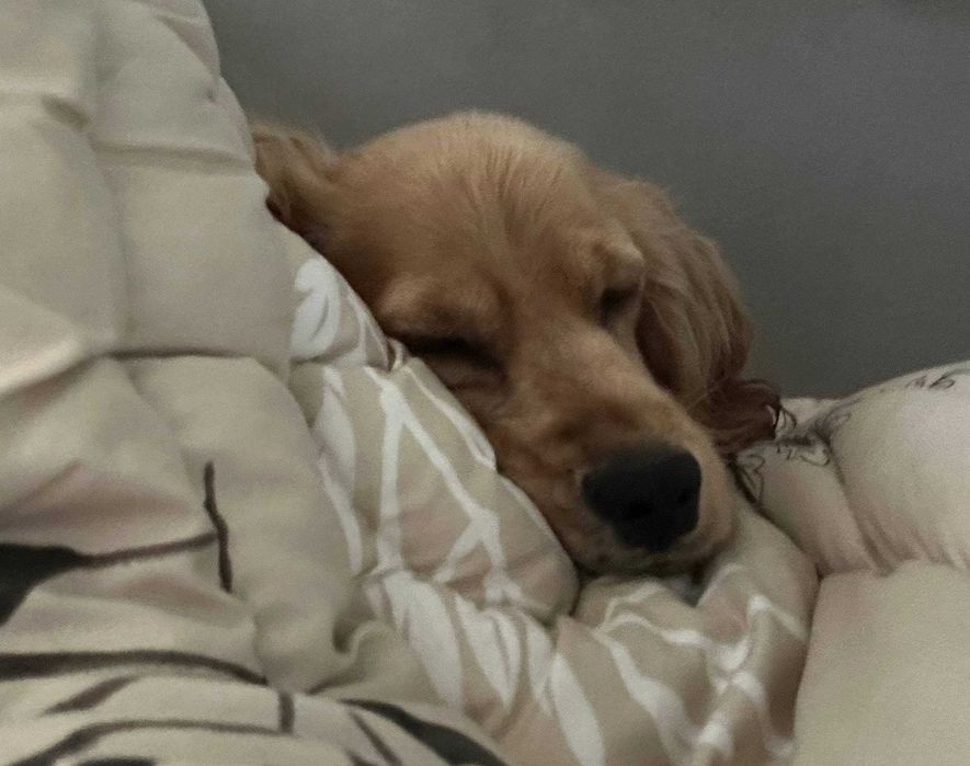 Срочно в добрые руки Английский кокер спаниель девочка годик